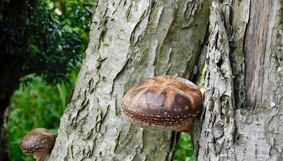 椎茸の写真